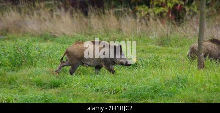 Wildschwein auf der grünen Wiese. Wildes Tier in natürlicher Umgebung. Stockfoto