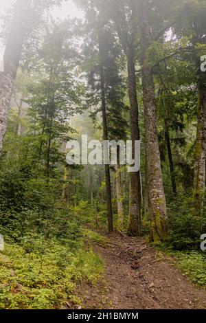 Landstraße durch dichten, fichtengrünen Wald an einem nebligen Frühlingsmorgen. Natur Hintergrund Stockfoto