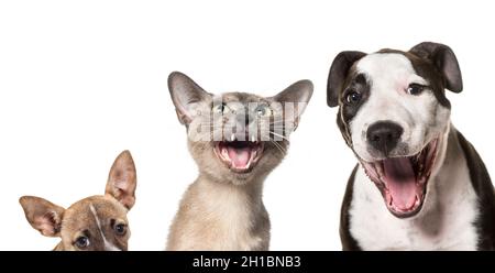 Katzen und Hunde lachen zusammen vor weißem Hintergrund Stockfoto