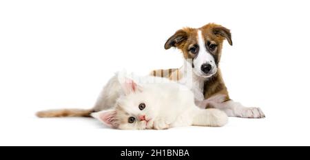 Katze und Hund zusammen vor weißem Hintergrund liegen Stockfoto