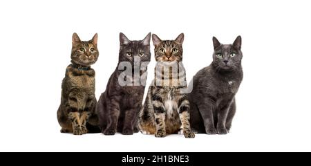 Große Gruppe von gekreuzten Hauskatzen, die in einer Reihe sitzen, Haustiere, isoliert auf Weiß Stockfoto