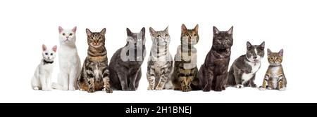 Große Gruppe von gekreuzten Hauskatzen, die in einer Reihe sitzen, Haustiere, isoliert auf Weiß Stockfoto