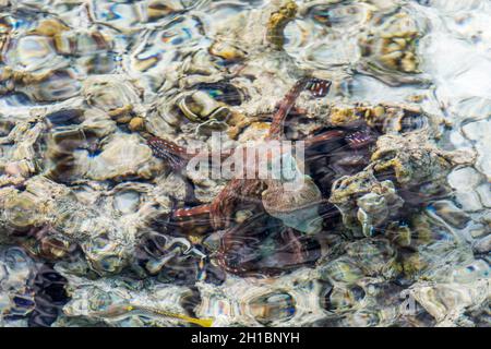 Gewöhnlicher Krake; Krake vulgaris; aus dem Wasser; Malediven Stockfoto