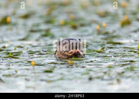 Otter; Lutra lutra; Essen eines Fisches; Großbritannien Stockfoto