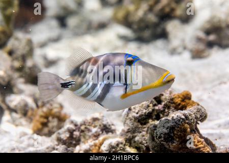 Picasso-Triggerfisch; Rhinecanthus aculeatus; Malediven Stockfoto