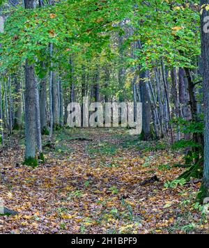 Schöner Laubwald in Herbstfarben oktober 2021 Stockfoto