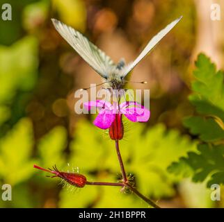 Die Fütterung von grünen weißen Schmetterlingen Stockfoto