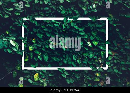 Grüne Blätter natürliche Textur Pflanzen Hintergrund, schöne kleine grüne Blatt Wand und Natur flach Lay Konzept mit weißem Papier Note Rahmen Hintergrund Stockfoto