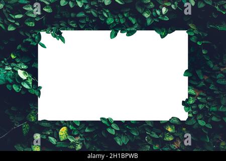 Grüne Blätter natürliche Textur Pflanzen Hintergrund, schöne kleine grüne Blatt Wand und Natur flach Lay Konzept mit weißem Papier Note Rahmen Hintergrund Stockfoto
