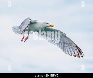 Heringmöwen-Fütterung an der Nordseeküste Stockfoto
