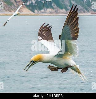 Das majestätische nördliche Gannet im Flug Stockfoto