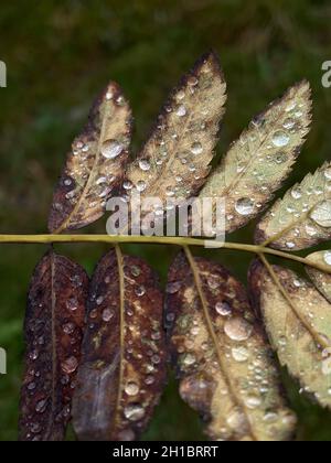 Detail eines Blattes mit Regentropfen an einem regnerischen Tag inmitten der Natur. Wanderkonzept 2021-2022. Stockfoto