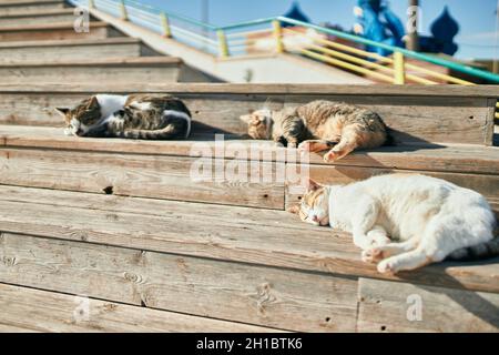 Gruppe streunender Katzen, die an einem sonnigen Tag im Freien schlafen. Gemeinsam sonnenbaden, müde ein Nickerchen machen und auf dem Boden liegen Stockfoto