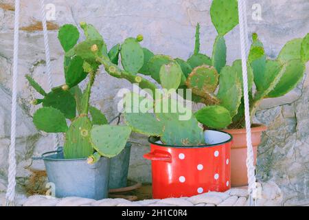 Kakteen in Töpfen am Eingang zum Haus. Grüne Pflanzen für Design. Stockfoto