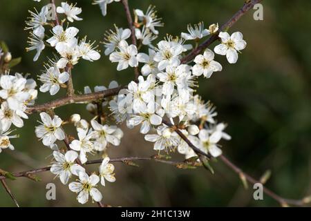 Schlehdorn oder Schlehe (Prunus spinosa) weiße Rosaceae blüht auf blattlosen Ästen im frühen Frühjahr, in der Stadt, im April Stockfoto
