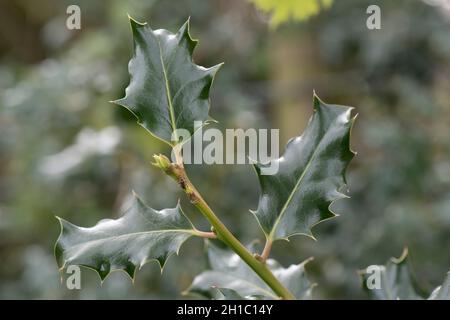 Frische junge Stechpalme (Ilex aquifolium) glänzt im Frühjahr mit scharfen Stacheln, im Mai in den Bergen von Barkshire Stockfoto
