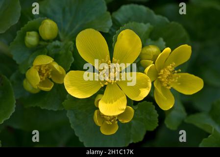 Marsh Ringelblume oder Königspferl (Caltha palustris) gelbe Blüten einer mehrjährigen wilden und kultivierten Pflanze von feuchten Gebieten, Berkshire, März Stockfoto