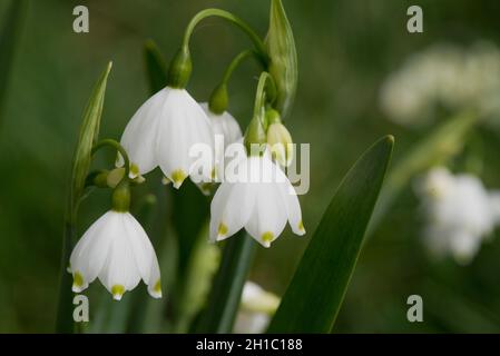 Eine Dolde von Blumen der Sommerschneeflocke oder Loddon Lilie (Leucojum aestivum) mit sechs weißen Kelchblättern mit je einer grünen Markierung an der Spitze, im April, in der Stadt, im April Stockfoto