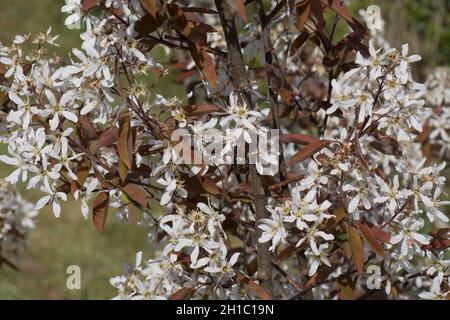 Verschneite mespilus- oder Dienstbeerblüten (Amelanchier lamarckii) und dunkelrote junge Blätter im Frühjahr, Berkshire, April Stockfoto