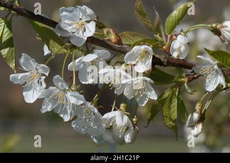 Essbare Kirsche (Prunus spp.), weiße Blüten mit markanten Staubgefäßen und Anthern unter jungen grünen Blättern, die sich im Frühjahr bilden, im April in der Grafschaft Bekshire Stockfoto