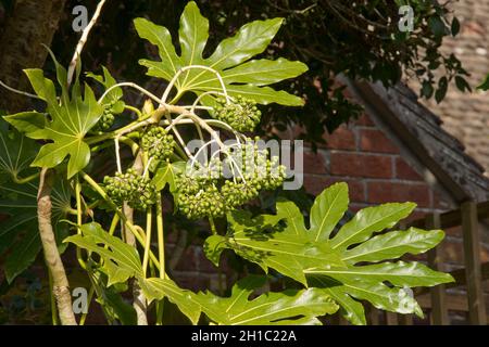 Falsche Rizinusölpflanze (Fatsia japonica), glänzend grüne, palmately gelappte Blätter und unreife grüne Obsthaufen, Bekshire, April Stockfoto