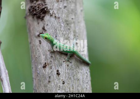 Streifenloser Tagesgecko; Phelsuma astriata; Seychellen Stockfoto