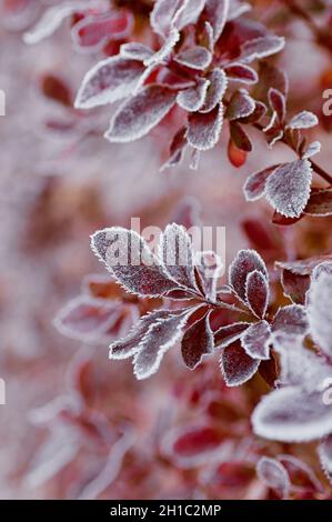 Gefrorene Zweige der roten Berberitze. Die Blätter der Berberitze sind mit morgendlichen Frost bedeckt. Vertikales Zuschneiden. Stockfoto