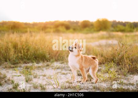 Junger Roter Shiba Inu Hund Steht Im Freien Auf Wiese Während Stockfoto
