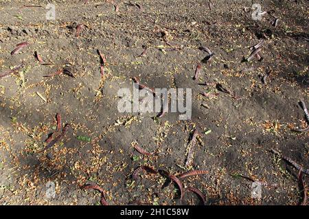 Akazienschoten auf dem Boden im Herbst im Herbst Stockfoto