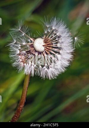 Löwenzahn-Uhr Stockfoto