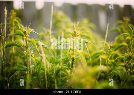 Zweige Der Wildpflanzennessel - Brennnessel - Urtica Dioica In Stockfoto