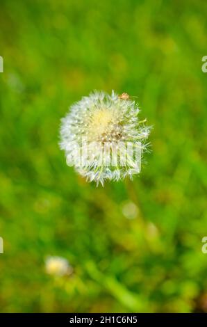 Runder Dandelion mit weißem Daunen auf dem Feld Stockfoto