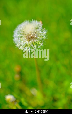 Runder Dandelion mit weißem Daunen auf dem Feld Stockfoto