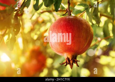 Reife Granatapfelfrüchte hängen an einem Baum. Nahaufnahme. Stockfoto