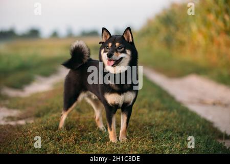 Schöne junge schwarz und Tan Shiba Inu Hund sitzen im Freien in G Stockfoto