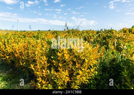 Schöne malerische helle Landschaft Blick auf bunte gelbe Berberbeere thunberg Sträucher wachsen ornamental englischen Park Garten gegen Villa maison blau Stockfoto