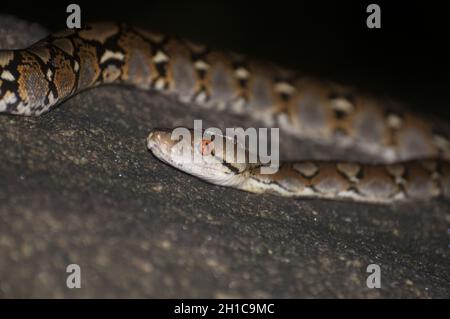 Nahaufnahme der retikulierten Python. Malayopython reticulatus. Kambodscha. Stockfoto