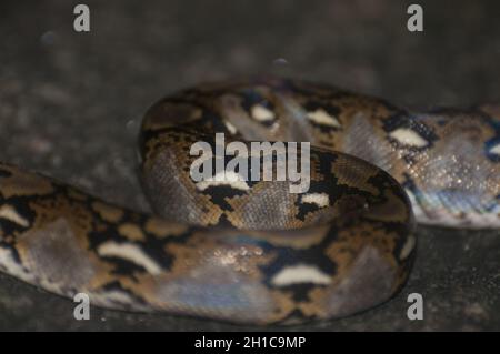 Nahaufnahme der retikulierten Python. Malayopython reticulatus. Kambodscha. Stockfoto