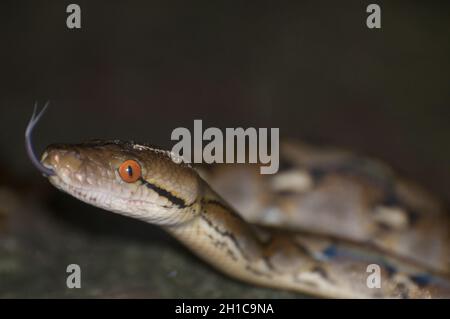 Nahaufnahme der retikulierten Python. Malayopython reticulatus. Kambodscha. Stockfoto