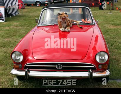 Vorderansicht eines Red, 1967, Sunbeam Tiger Mk1, ausgestellt auf der London Classic Car Show 2021 Stockfoto
