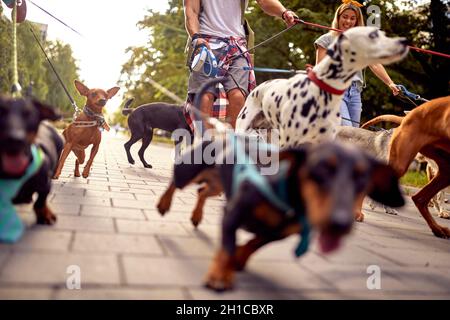 Hundespaziergänger gehen Hund auf der Straße zusammen Stockfoto