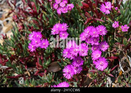Lampranthus Piquet, Purple Ice Plant Stockfoto