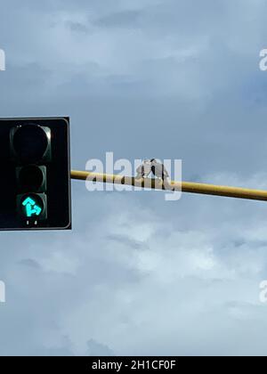 Vögel saßen auf einer Ampelkreuzung Stockfoto