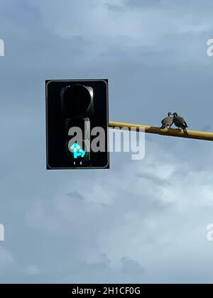 Vögel saßen auf einer Ampelkreuzung Stockfoto