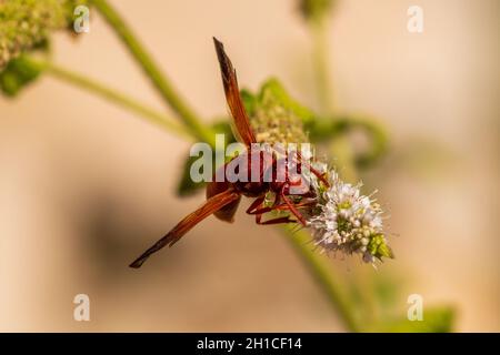 Rhynchium oculatum, Potter Wasp auf einer Mentha-Blume Stockfoto