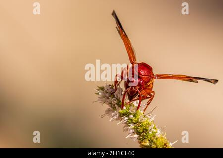 Rhynchium oculatum, Potter Wasp auf einer Mentha-Blume Stockfoto