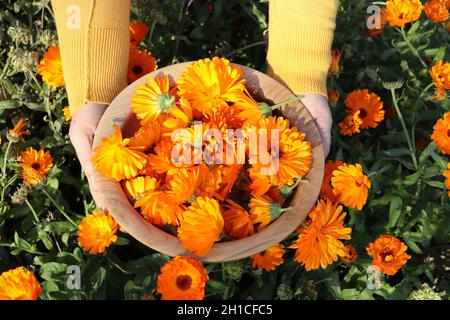 Eine Bäuerin bricht Blumen einer medizinischen Ringelblume. Die Ernte wird getrocknet und die medizinische Tinktur wird hergestellt Stockfoto