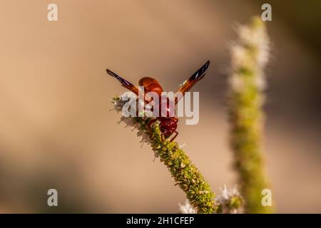 Rhynchium oculatum, Potter Wasp auf einer Mentha-Blume Stockfoto