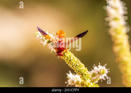 Rhynchium oculatum, Potter Wasp auf einer Mentha-Blume Stockfoto