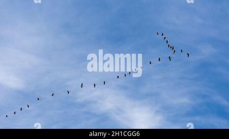 Ein Schwarm Gänse in Form eines Keils gegen einen blau bewölkten Himmel Stockfoto